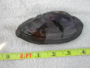 Ligumia recta (black sandshell)