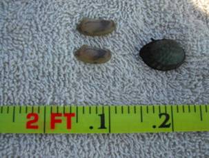 Truncilla donaciformis (fawnsfoot, right) Utterbackia imbecillis (paper pondshell, 2, left)