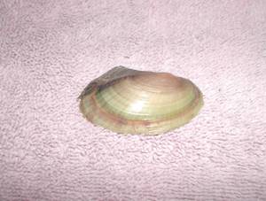 Leptodea fragilis (fragile papershell)