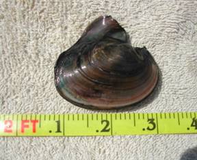 Potamilus ohiensis (pink papershell)