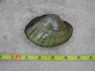 Lampsilis cardium (plain pocketbook)