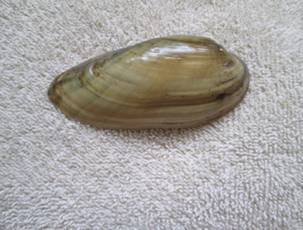 Lampsilis teres (yellow sandshell)