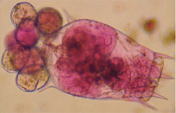 A female Brachionus sp. rotifer 