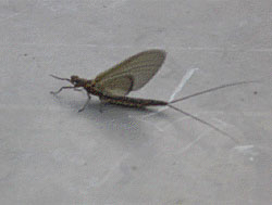 An adult burrowing mayfly