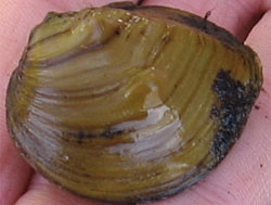 Obliquaria reflexa